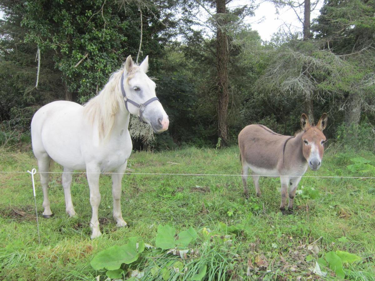 Croagh Bay Bed and Breakfast Schull Esterno foto